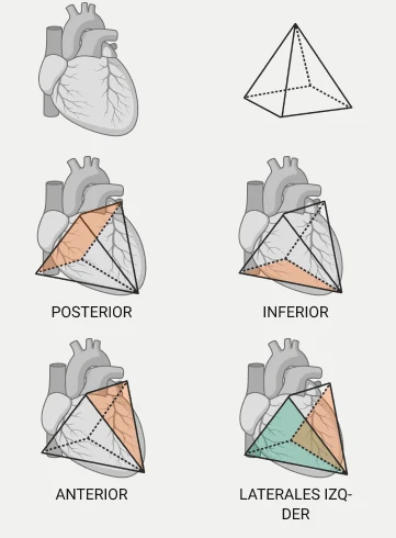 El corazón como pirámide invertida y sus caras posterior, inferior, anterior y laterales