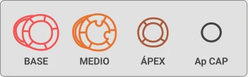 Niveles base, medio, ápex y apical cap